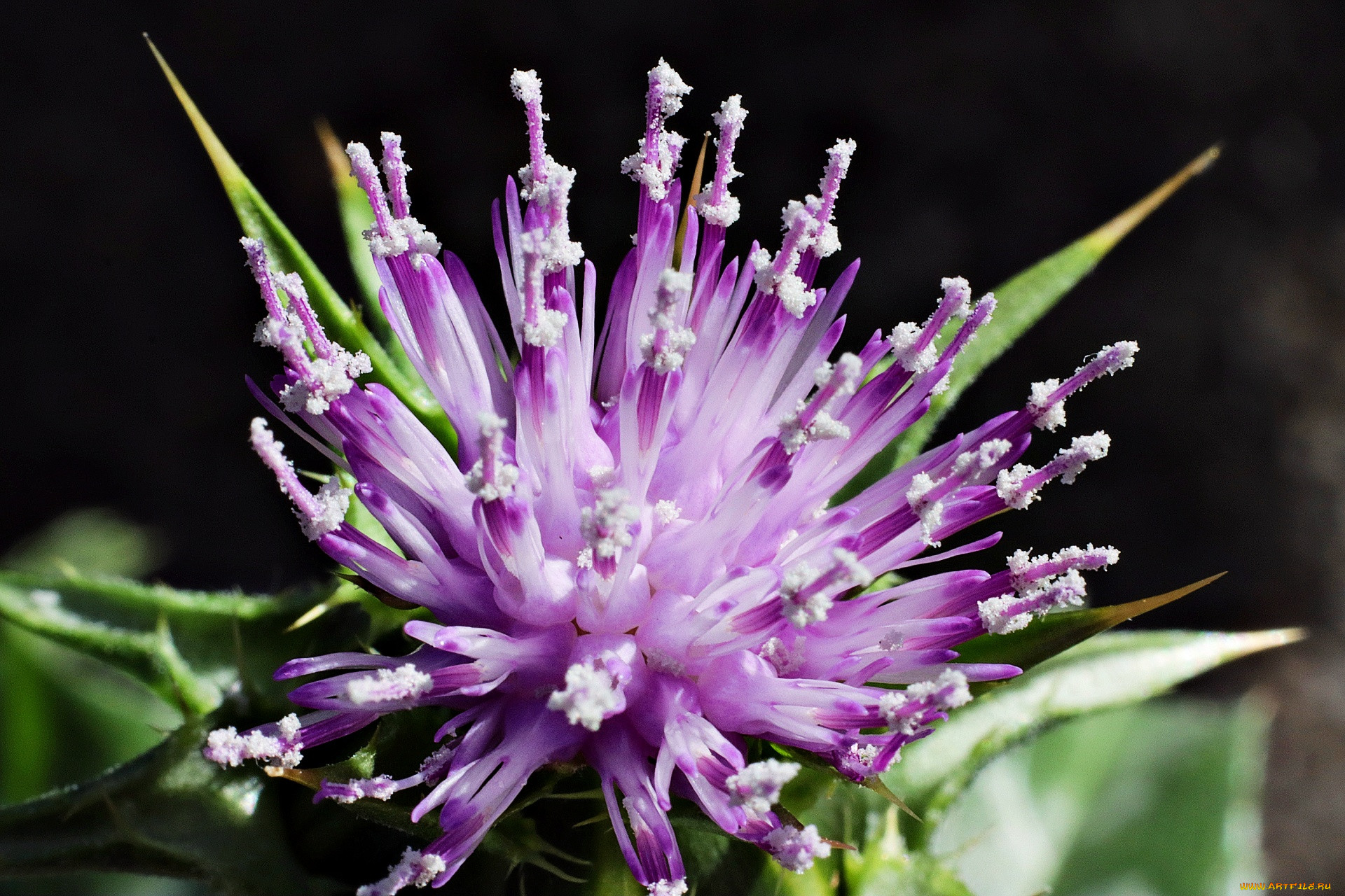 milk thistle flower,  , , milk, thistle, flower, , 